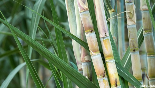 甘蔗种植制糖技术专题